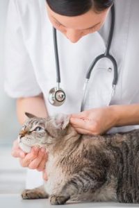 Veterinarian looking ear of a cat while doing checkup at clinic